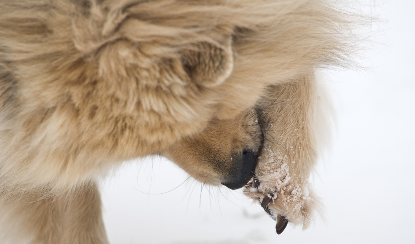 Ice Melt vs Your Pets Paws