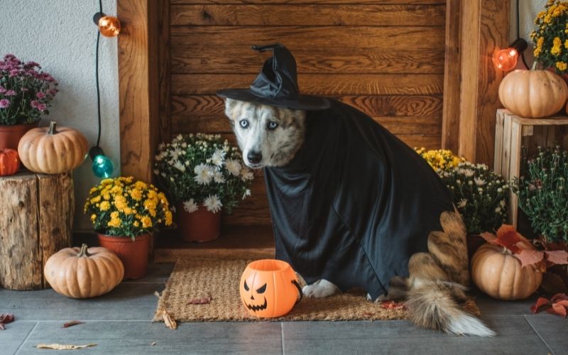 Halloween Pet Dangers