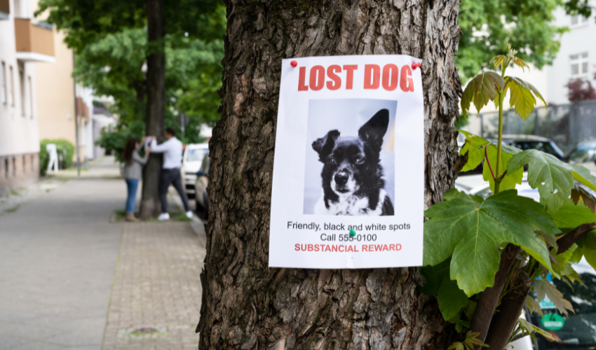 What to Do If Your Pet Is Lost or Missing