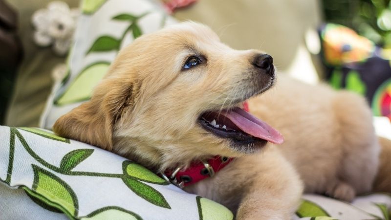 Things to Consider Before Bringing Home a Second Puppy