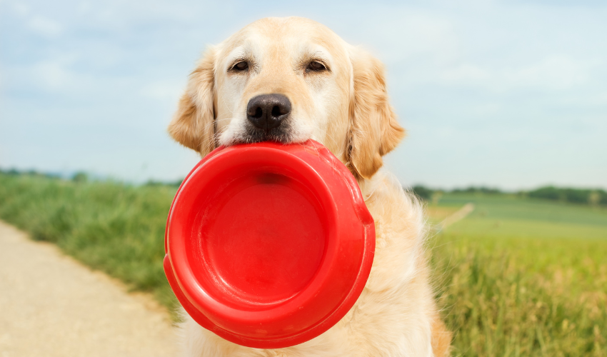 Pros and Cons of Different Dog Bowls