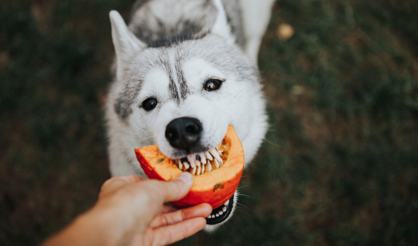 Pumpkin Spice & Everything Nice: Fall Treats Your Pet Will Love!