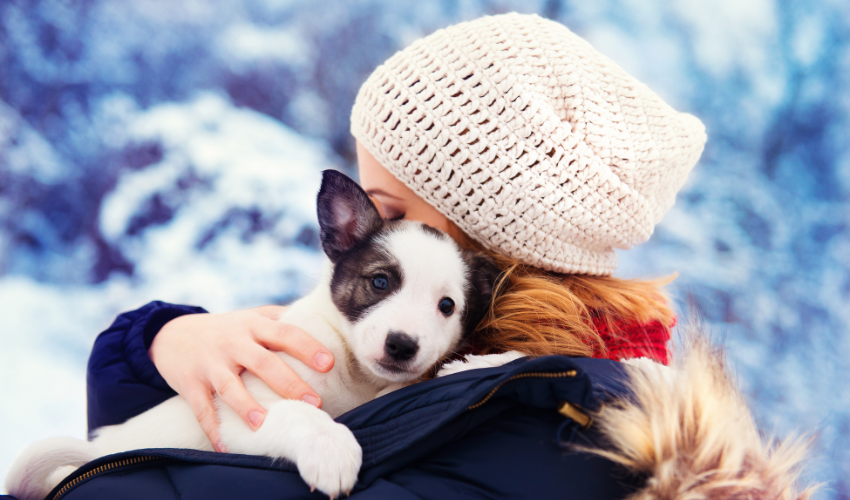 How to Keep Dogs and Cats Busy During the Colder Months