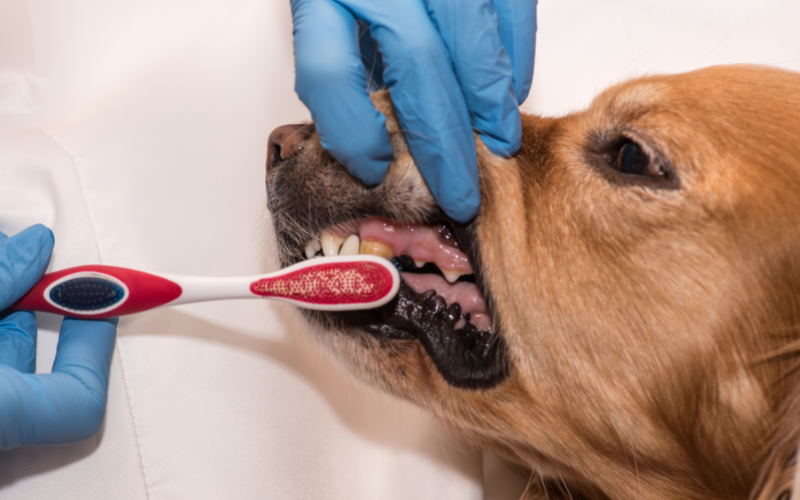 Dental Care Tips for Your Pet