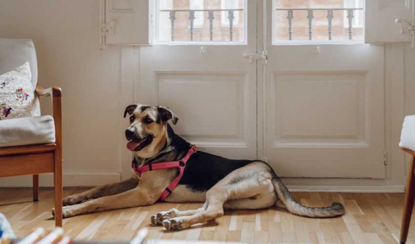 Helping a Dog’s Anxiety in a New Home