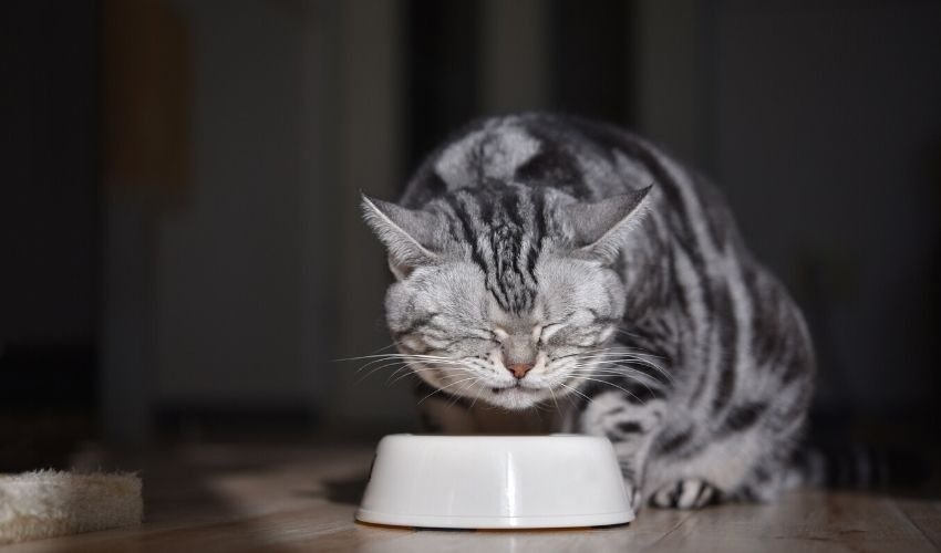 What to Do When Your Cat Won’t Eat
