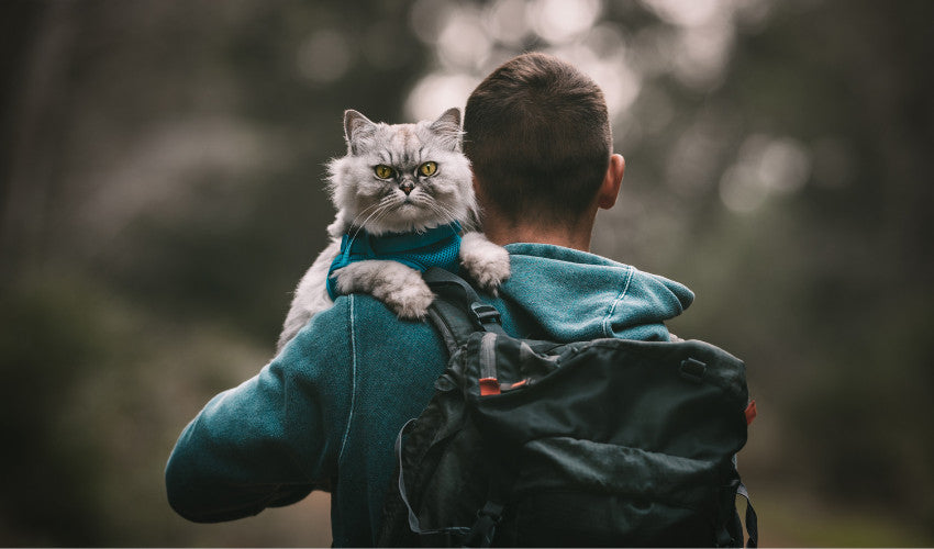 Hiking With Your Feline Companion