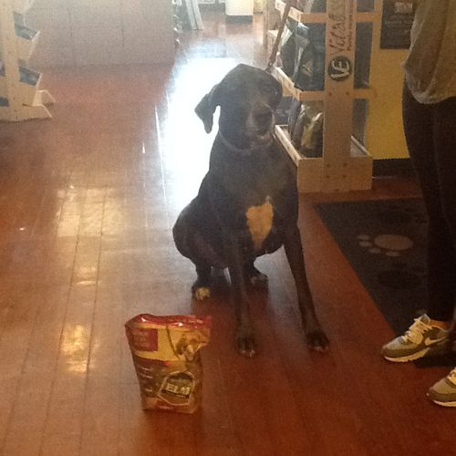A dog sitting down with a bag of treats in front of it