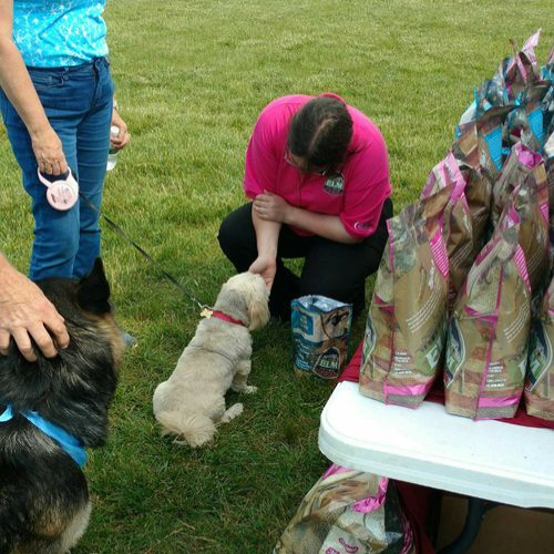 A dog sitting down being fed treats by hand outside in the grass