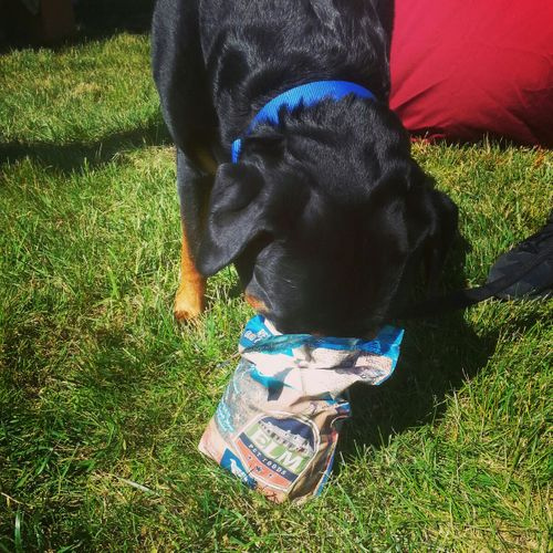 A dog eating out of a bag of treats in the grass