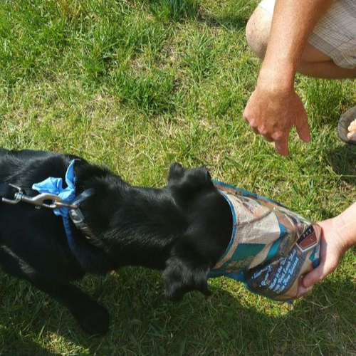 A dog eating out of a bag of treats in the grass