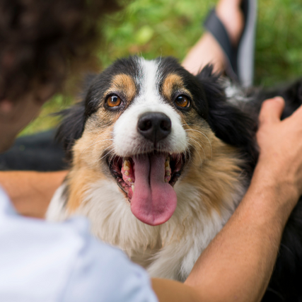 Dog FoodA happy dog smiling while being pet